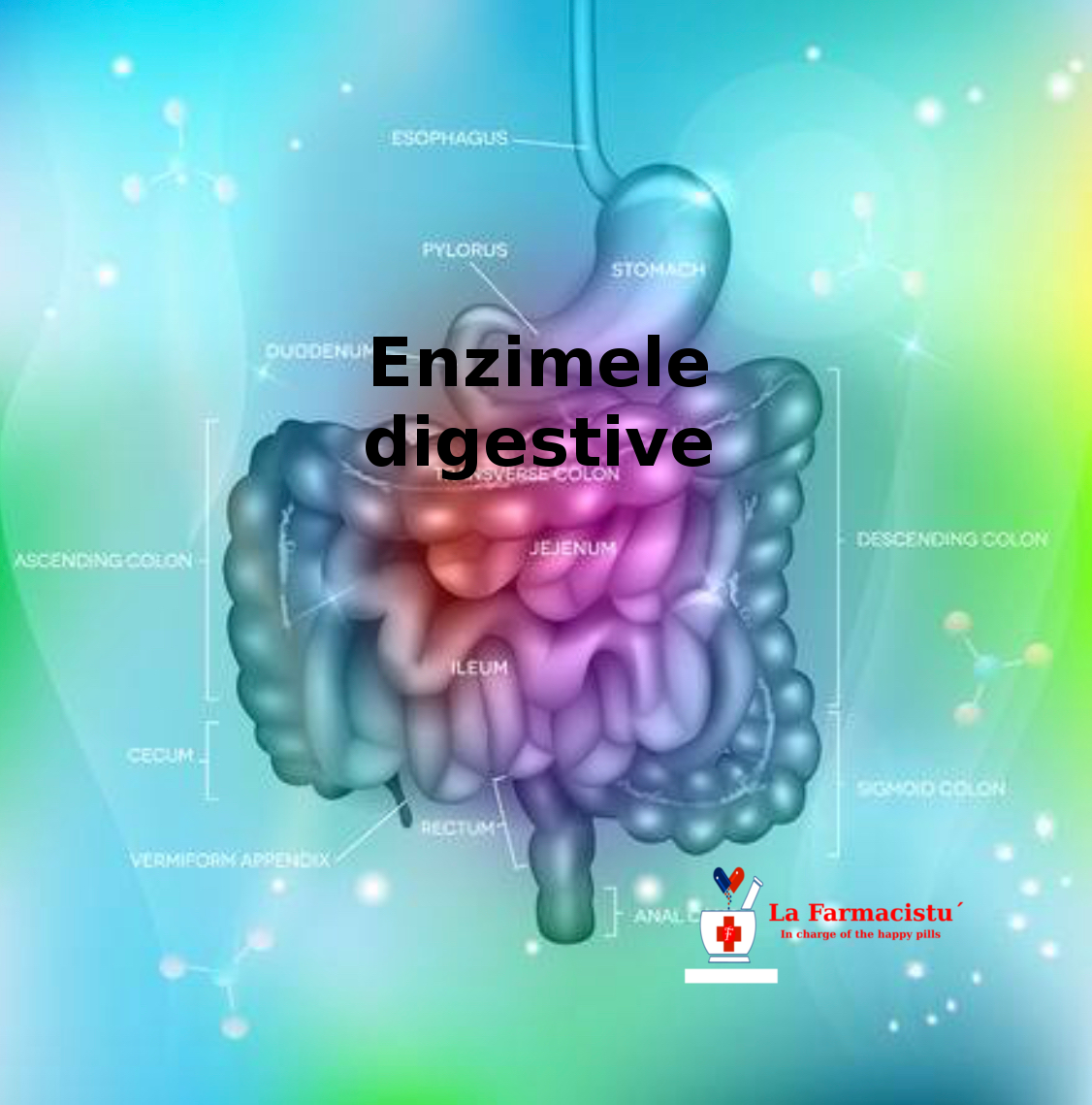 enzimele digestive cauzează pierderea în greutate